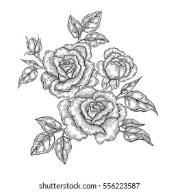 Hand drawn vector flowers. Vintage floral composition, rose flowers and leaves isolated on white background. Illustration engraved 