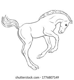 Hand drawn vector of foal isolated on white background. Black and white stock illustration of young horse for coloring book.