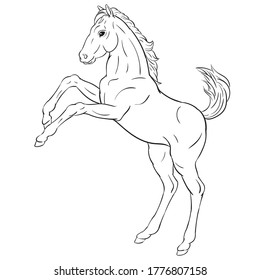 Hand drawn vector of foal isolated on white background. Black and white stock illustration of young horse for coloring book.