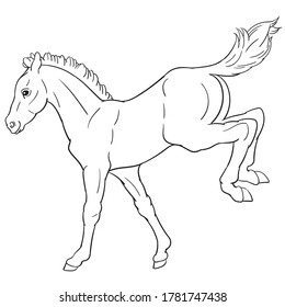 Hand drawn vector of foal isolated on white background. Black and white stock illustration of young horse for coloring book.