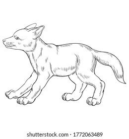 Hand drawn vector of fox cub. Black and white stock illustration of young fox for coloring.