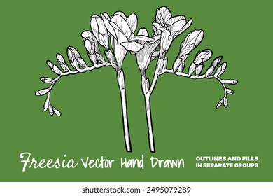 Vector dibujado a mano flor freesia. Flor de primavera aislada sobre un fondo verde con flores, brotes en subgrupos. Todo el contorno y el relleno están en grupos separados. 