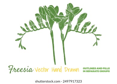 Flor de freesia de Vector dibujada a mano. Flor de primavera aislada en un fondo blanco con flores, brotes en subgrupos. Cada Vector es una forma unida.
