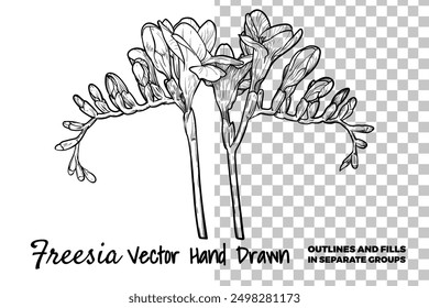 Flor de freesia de Vector dibujada a mano. Flor de primavera aislada en un fondo transparente con flores, brotes en subgrupos. Contorno negro, sin relleno, con detalles finos. 