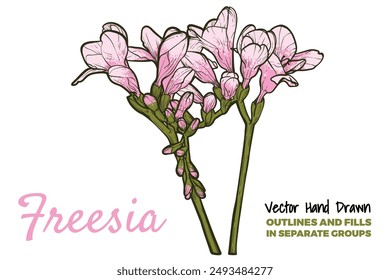 Hand drawn vector freesia flowers set. Pink spring flowers isolated on a white background with flowers, buds on stems. All outline and fill are in separate groups. 