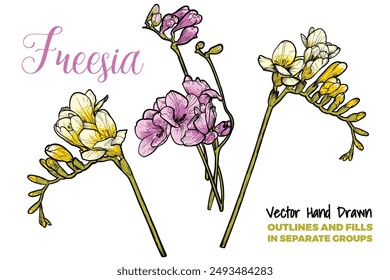 Hand drawn vector freesia flowers set. Pink and yellow spring flowers isolated on a white background with flowers, buds on stems. All outline and fill are in separate groups. 