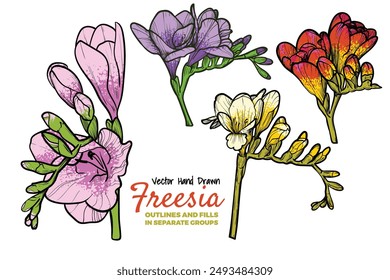 Hand drawn vector freesia flowers set. Colorful spring flowers isolated on a white background with flowers, buds on stems. All outline and fill are in separate groups. 