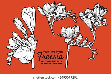 Hand drawn vector freesia flowers set. Colorful spring flowers isolated on a red orange background with flowers, buds on stems. All outline and fill are in separate groups. 