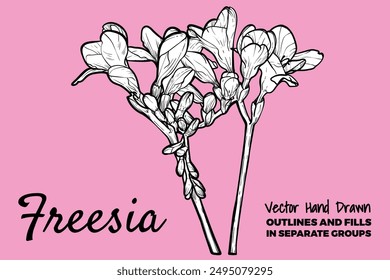 Hand drawn vector freesia flowers set. Spring flowers isolated on a pink background with flowers, buds on stems. All outline and fill are in separate groups. 