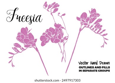 Conjunto de flores de freesia de Vector dibujado a mano. Flores de primavera aisladas en un fondo blanco con flores, brotes en subgrupos. Cada Vector es una forma unida.