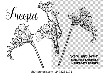 Conjunto de flores de freesia de Vector dibujado a mano. Flores de primavera aisladas en un fondo transparente con flores, brotes en subgrupos. Contorno negro, sin relleno, con detalles finos. 