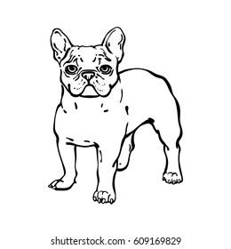 Hand drawn vector french bulldog. Illustration in line sketch style. The dog stands and carefully looks at the frame. Isolated black line on white background.