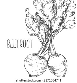 Hand drawn vector fresh beetroot radish illustration. Ink outline label image. Vegetarian vegat fruit design template. Health vegetables for life