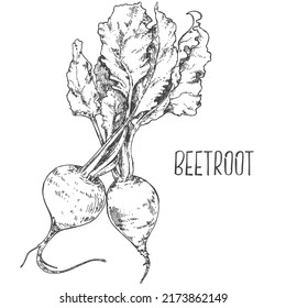 Hand drawn vector fresh beetroot radish illustration. Ink outline label image. Vegetarian vegat fruit design template. Health vegetables for life