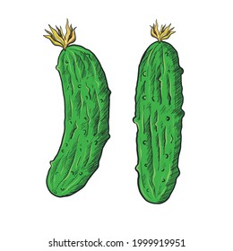 Ilustraciones de pepinos frescos de vectores dibujados a mano. Ilustraciones vectoriales de verduras frescas. Aislado sobre fondo blanco. Hortalizas de estilo doodle. 