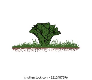 Hand Drawn Vector Fresh Lettuce Vegetables Plant  Agriculture Sign Symbol Logo Template Design Inspiration