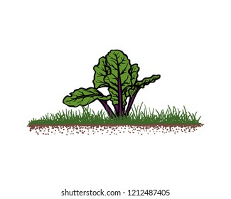 Hand Drawn Vector Fresh Lettuce Vegetables Plant  Agriculture Sign Symbol Logo Template Design Inspiration