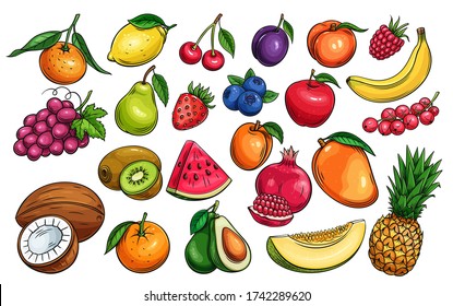 Hand drawn vector fruit and berries icons set. Illustration of color fruits for design farm product, market label vegetarian shop.