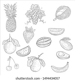 hand drawn vector fruit ilustration