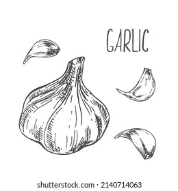 Hand drawn vector garlic illustration. Spicy condiment template for design, menu, ad, packaging, label. Hot herbal ingredients clove image