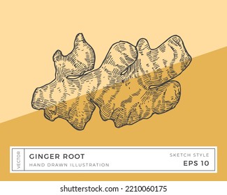 Handgezeichnete Vektor Ginger Root Vegetation Illustration. Veganisches Lebensmittelzeichnen mit buntem Hintergrund. isoliert