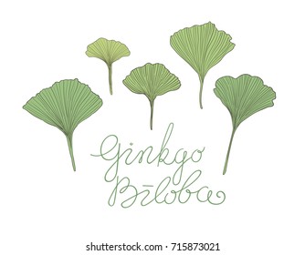 Hand drawn vector ginkgo leaves isolated on white background.