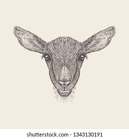 Hand drawn vector of goat head Illustration.