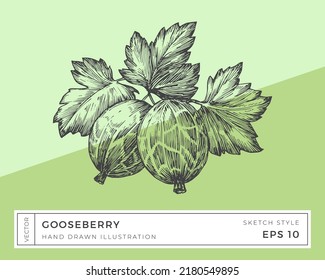 Hand Drawn Vector Gooseberry Berries Branch with Leaves Illustration. Vegan Plant Based Food Drawing with Colorful Background. Isolated