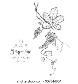 Hand drawn vector grapevine sketch. Can be used as illustration or material for thematic labels.