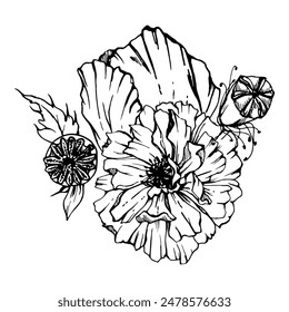 Hand drawn vector graphic botanical illustration flowers leaves. Red poppy papaver, stems buds seedpods. Field bouquet isolated on white background. Design wedding, cards, remembrance day stationery