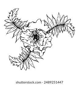 Hand drawn vector graphic botanical illustration flowers leaves. Red poppy papaver, stems buds seedpods. Field bouquet isolated on white background. Design wedding, cards, remembrance day stationery