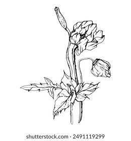 Hand drawn vector graphic botanical illustration flowers leaves. Red poppy papaver, stems buds seedpods. Field bouquet isolated on white background. Design wedding, cards, remembrance day stationery