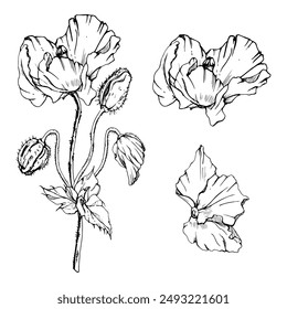 Hand drawn vector graphic botanical illustration flowers leaves. Red poppy papaver, stems buds seedpods. Field bouquet isolated on white background. Design wedding, cards, remembrance day stationery
