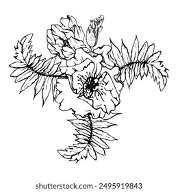 Hand drawn vector graphic botanical illustration flowers leaves. Red poppy papaver, stems buds seedpods. Field bouquet isolated on white background. Design wedding, cards, remembrance day stationery