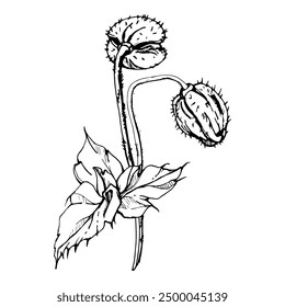 Hand drawn vector graphic botanical illustration flowers leaves. Red poppy papaver, stems buds seedpods. Field bouquet isolated on white background. Design wedding, cards, remembrance day stationery