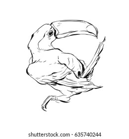 Hand drawn vector graphic buish painted toucan bird sketch illustration isolated on white background.Unusual tropical design elements.Wedding,birthday,save the date card,flayer,invitation,decoration.