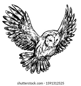 504 Owl etching Images, Stock Photos & Vectors | Shutterstock