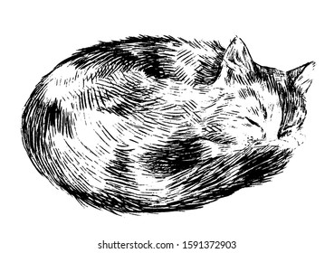 Hand drawn vector graphic illustration. Beautiful sleeping cat. Pet animal sketches isolated on white. Engraving style sign. Vintage monochrome decorative element for design, tattoo, print, cards etc.