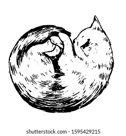 Hand drawn vector graphic illustration. Beautiful sleeping cat. Pet animal sketches isolated on white. Engraving style sign. Vintage monochrome decorative element for design, tattoo, print, cards etc.