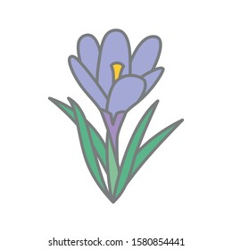 Hand drawn vector graphic illustrations of a crocus.