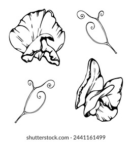 Hand drawn vector graphic ink illustration botanical flowers leaves. Sweet everlasting pea, vetch bindweed legume tendrils. Single element isolated white background. Design wedding, cards, floral shop