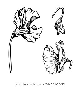 Hand drawn vector graphic ink illustration botanical flowers leaves. Sweet everlasting pea, vetch bindweed legume tendrils. Single element isolated white background. Design wedding, cards, floral shop