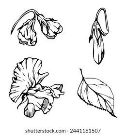 Hand drawn vector graphic ink illustration botanical flowers leaves. Sweet everlasting pea, vetch bindweed legume tendrils. Single element isolated white background. Design wedding, cards, floral shop