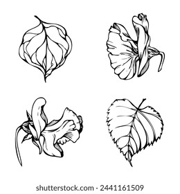 Hand drawn vector graphic ink illustration botanical flowers leaves. Sweet everlasting pea, vetch bindweed legume tendrils. Single element isolated white background. Design wedding, cards, floral shop