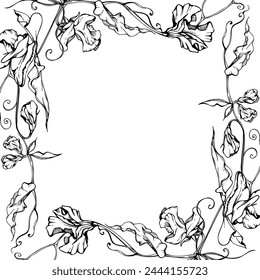 Hand drawn vector graphic ink illustration botanical flowers leaves. Sweet everlasting pea, vetch bindweed legume tendrils. Border frame isolated white background. Design wedding, cards, floral shop