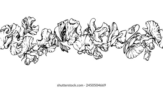 Hand drawn vector graphic ink illustration botanical flowers leaves. Sweet everlasting pea, vetch bindweed legume. Seamless banner isolated on white background. Design wedding, love cards, floral shop