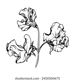 Hand drawn vector graphic ink illustration botanical flowers leaves. Sweet everlasting pea, vetch bindweed legume. Branch bouquet isolated on white background. Design wedding, love cards, floral shop