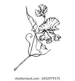 Hand drawn vector graphic ink illustration botanical flowers leaves. Sweet everlasting pea, vetch bindweed legume. Branch bouquet isolated on white background. Design wedding, love cards, floral shop