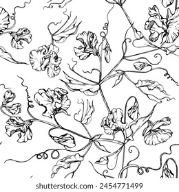 Hand drawn vector graphic ink illustration botanical flowers leaves. Sweet everlasting pea, vetch bindweed legume tendrils. Seamless pattern isolated white background. Wedding, cards, floral shop