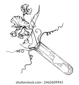 Handgezeichnete Vektorgrafik grafische Tinte Illustration botanische Blütenblätter. Süße immerwährende Erbse, Wicke gebunden Hülsenfrüchte. Glasvase Bouquet isoliert weißen Hintergrund. Design Hochzeit, Liebeskarten, Blumenladen